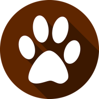 Wildtiere in Innenstädten – Miteinander oder Gegeneinander?